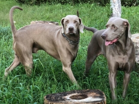 WEIMARANER PER INFO SULLA GENEALOGIA 3465873018 - Farmacia Boccia